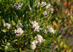 COASTAL SPEAR GRASSAustrostipa stipoides – Peninsula Plants